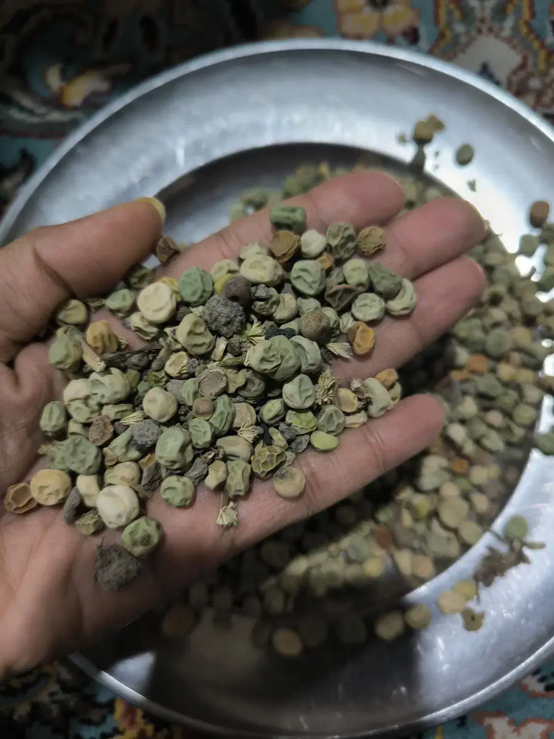 بذر نخود فرنگی|عمدهفروشی|آزادشهر, |دیوار