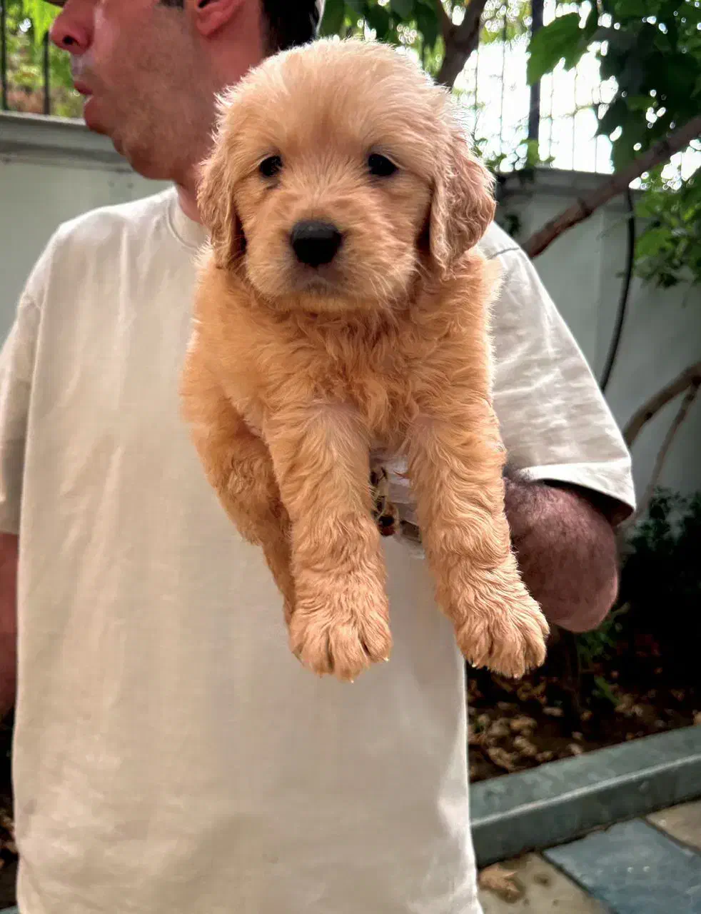 گلدن رتریور|سگ|تهران, زعفرانیه|دیوار