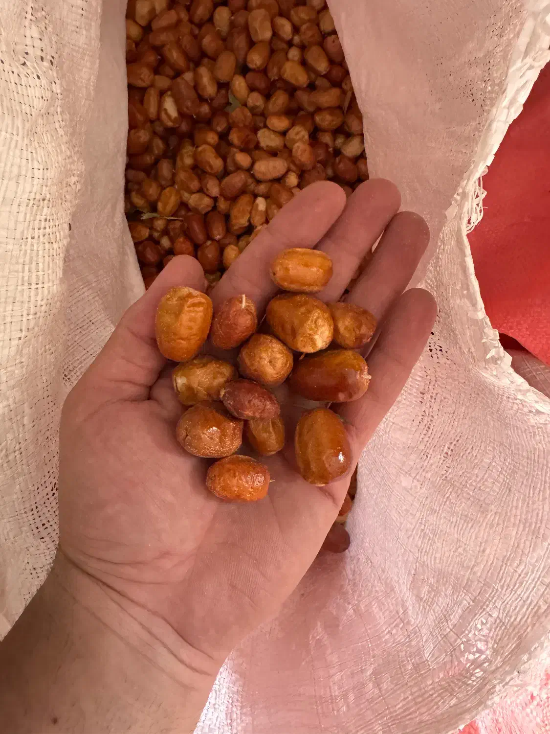 سنجد درهم|خوردنی و آشامیدنی|بسطام, |دیوار