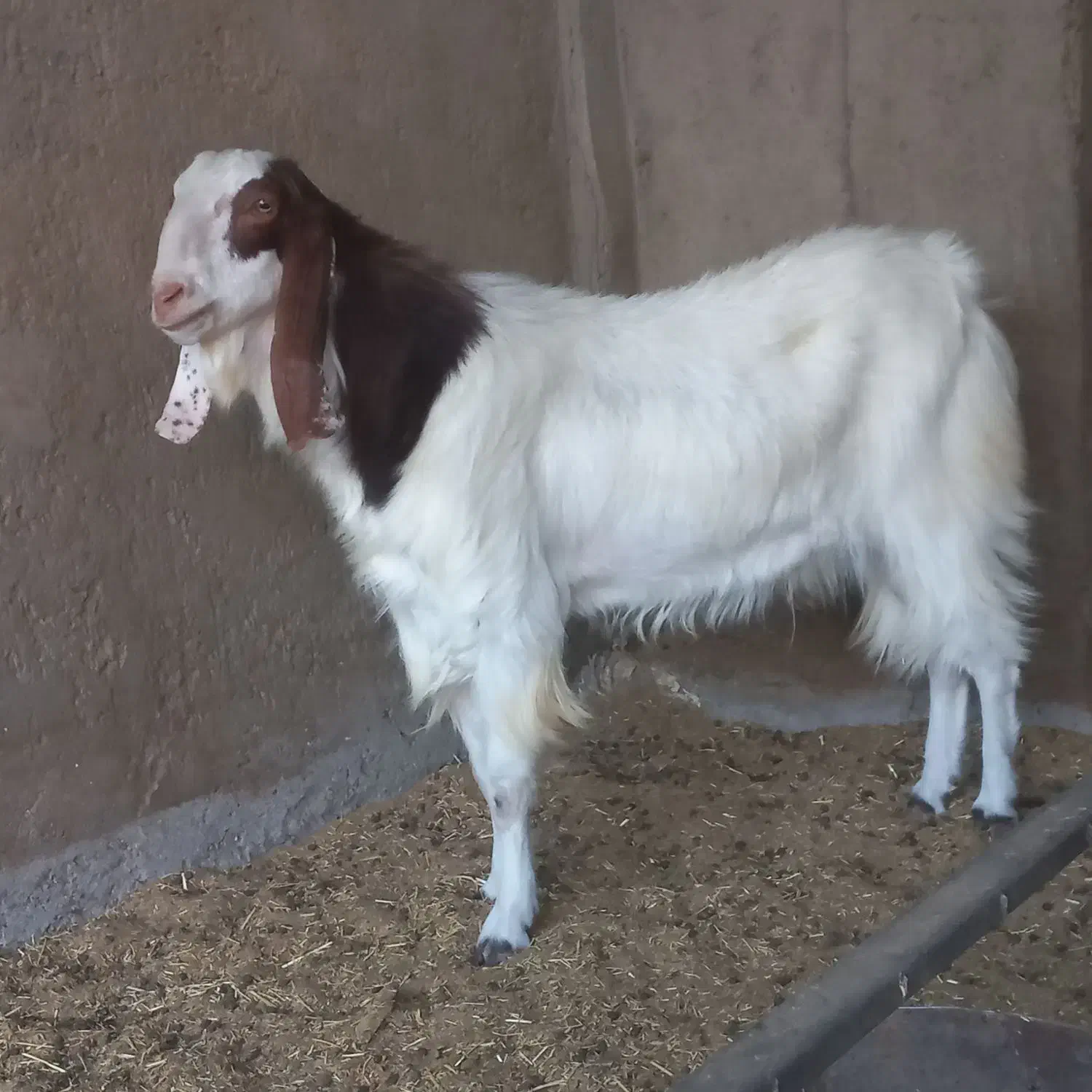 دوبزغاله‌نردوساله‌تخم‌دوقل|حیوانات مزرعه|آران و بیدگل, |دیوار