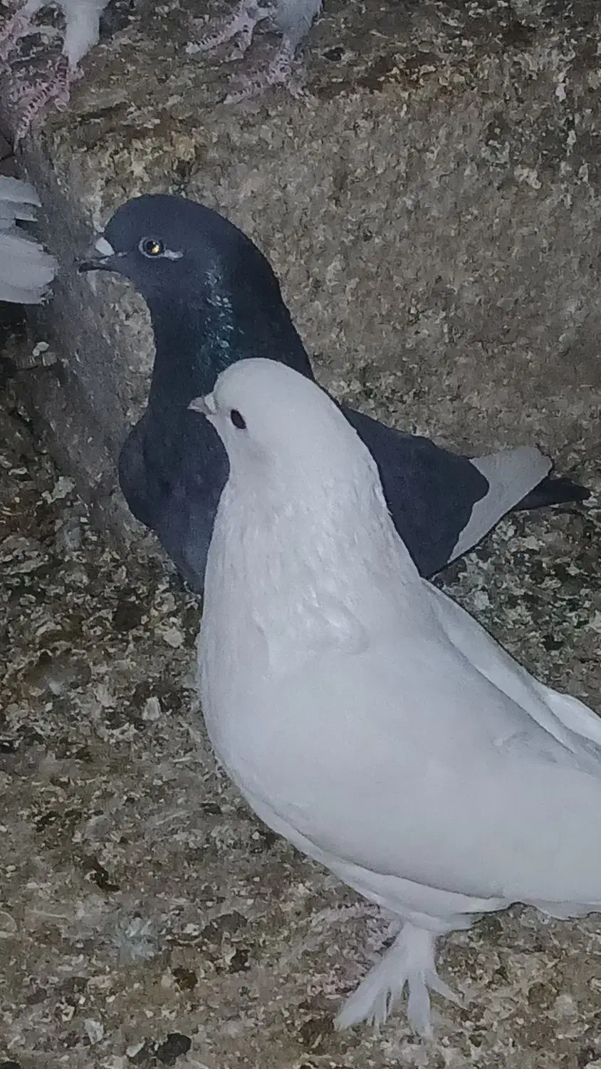 کفتر پرشی|پرنده|گرمسار, |دیوار