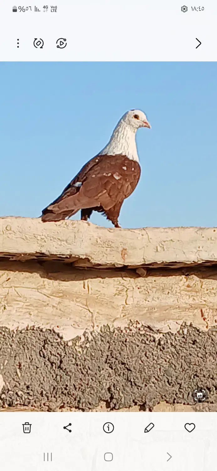 کبوتر کله سفید نر|پرنده|کارون, |دیوار