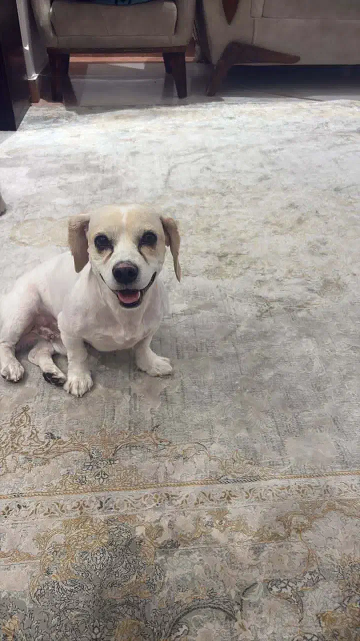 یک عدد شیتزو اشپیتز|سگ|تهران, تهرانپارس جنوبی|دیوار