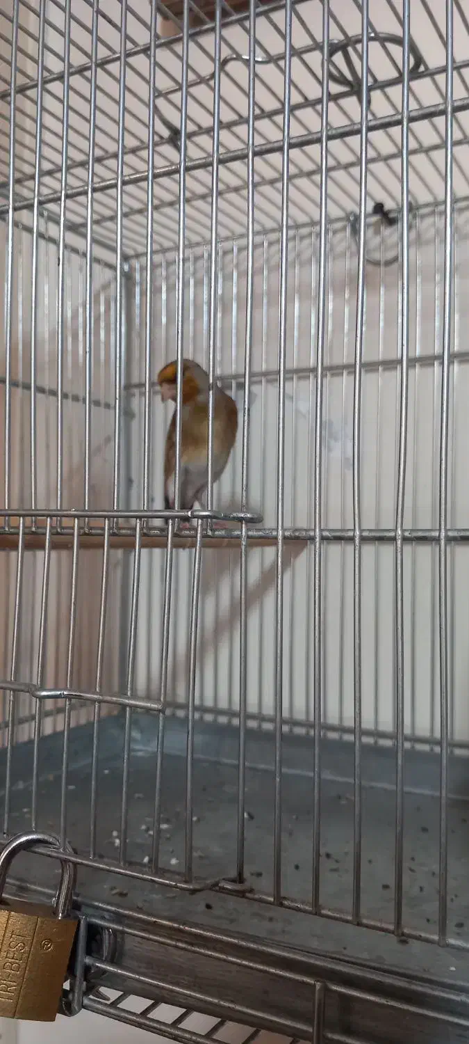 سهره قناری (دهن لر)|پرنده|تهران, خاوران|دیوار