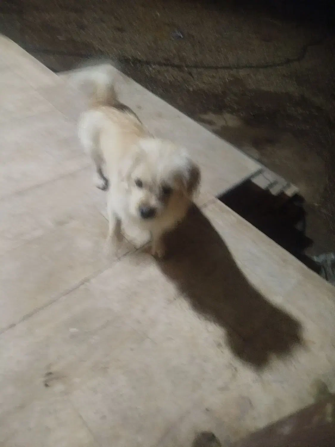 سگ خانگی|سگ|بازرگان, |دیوار