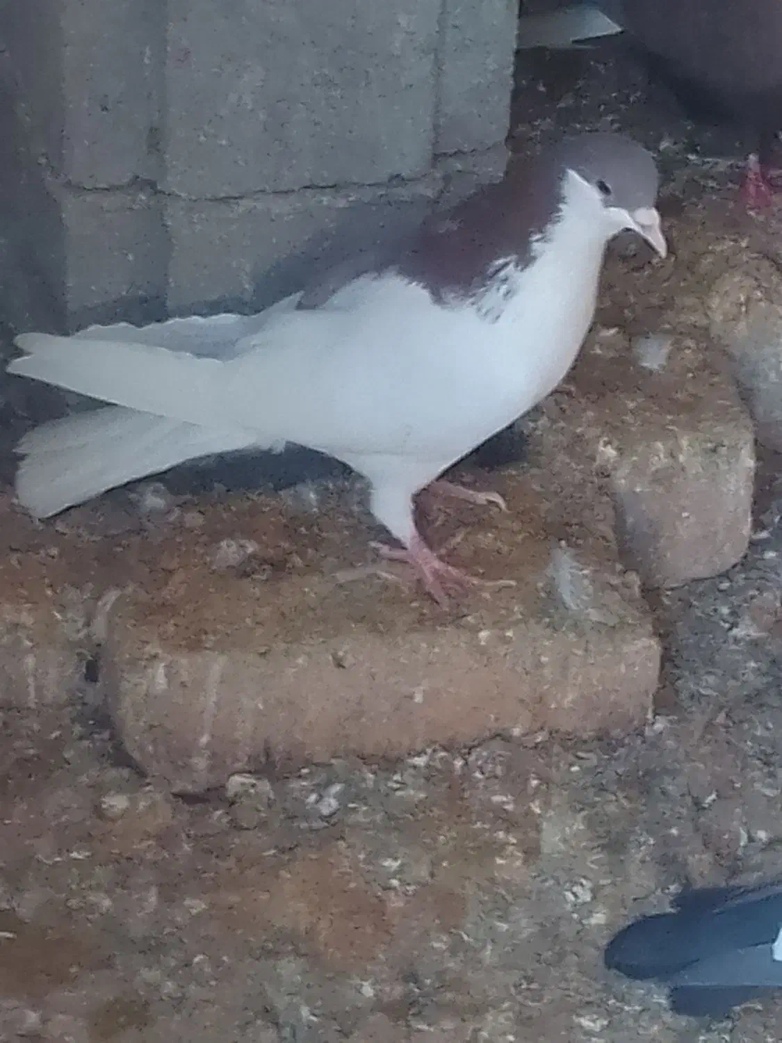 کفتر .کبوتر|پرنده|مرودشت, علی‌آباد‎|دیوار