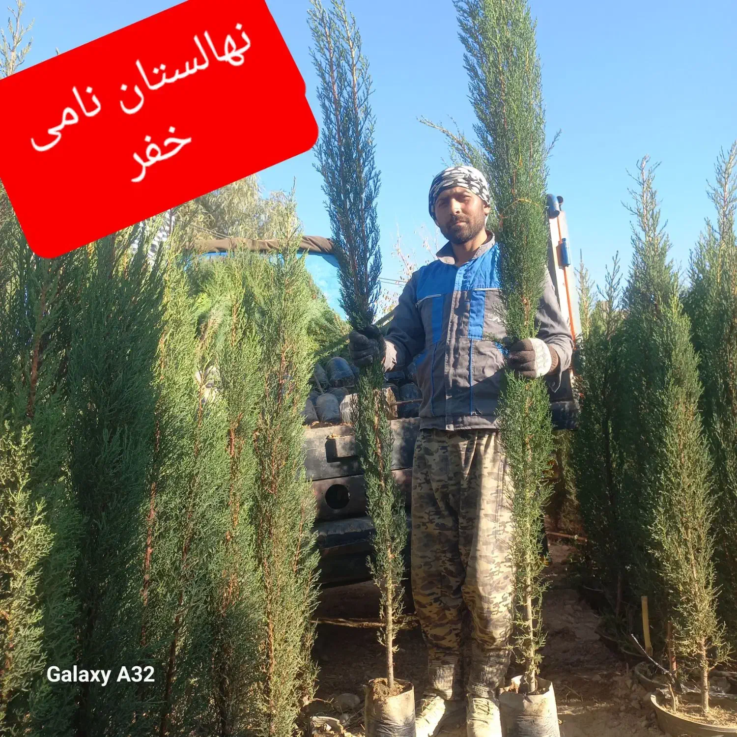 نهال سرو ناز شیراز ...سروناز گلدانی، پاکتی و نشاء|گل و گیاه طبیعی|شیراز, حومه شیراز|دیوار