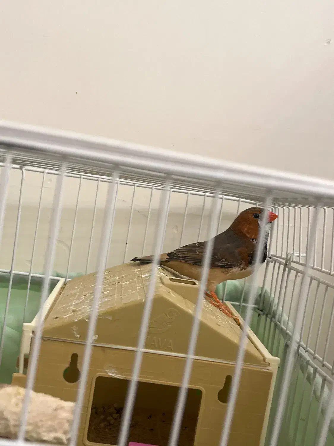 فروش فنچ|پرنده|محمدشهر, ولدآباد|دیوار