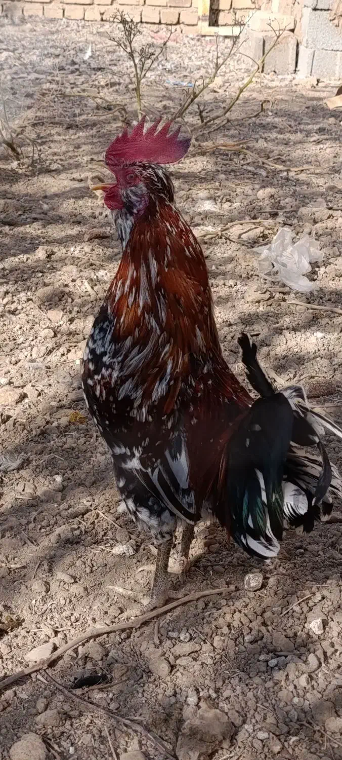 خروس|حیوانات مزرعه|قزوین, |دیوار