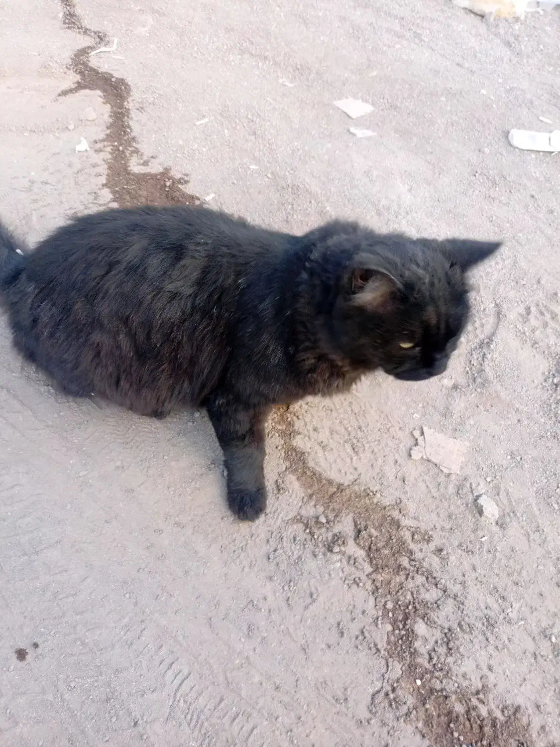 واگذاری گربه پرشین|گربه|زنجان, |دیوار