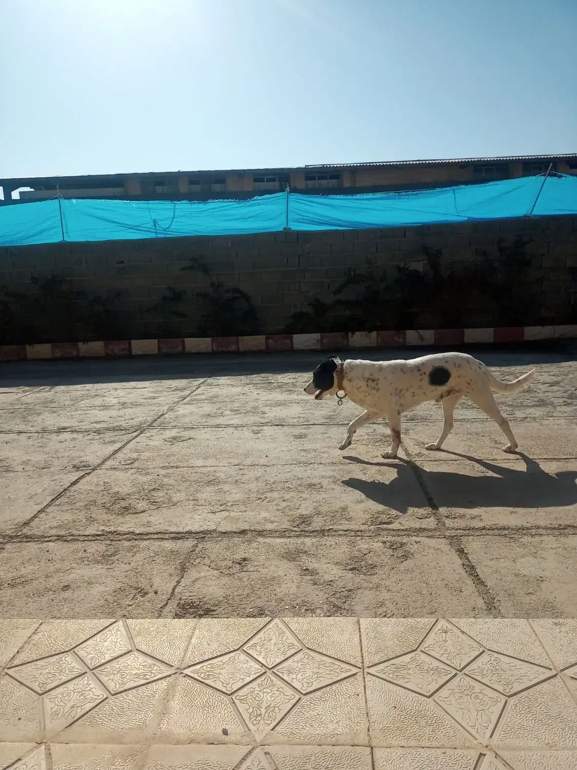 سگ نگهبان|حیوانات|کوهدشت, |دیوار