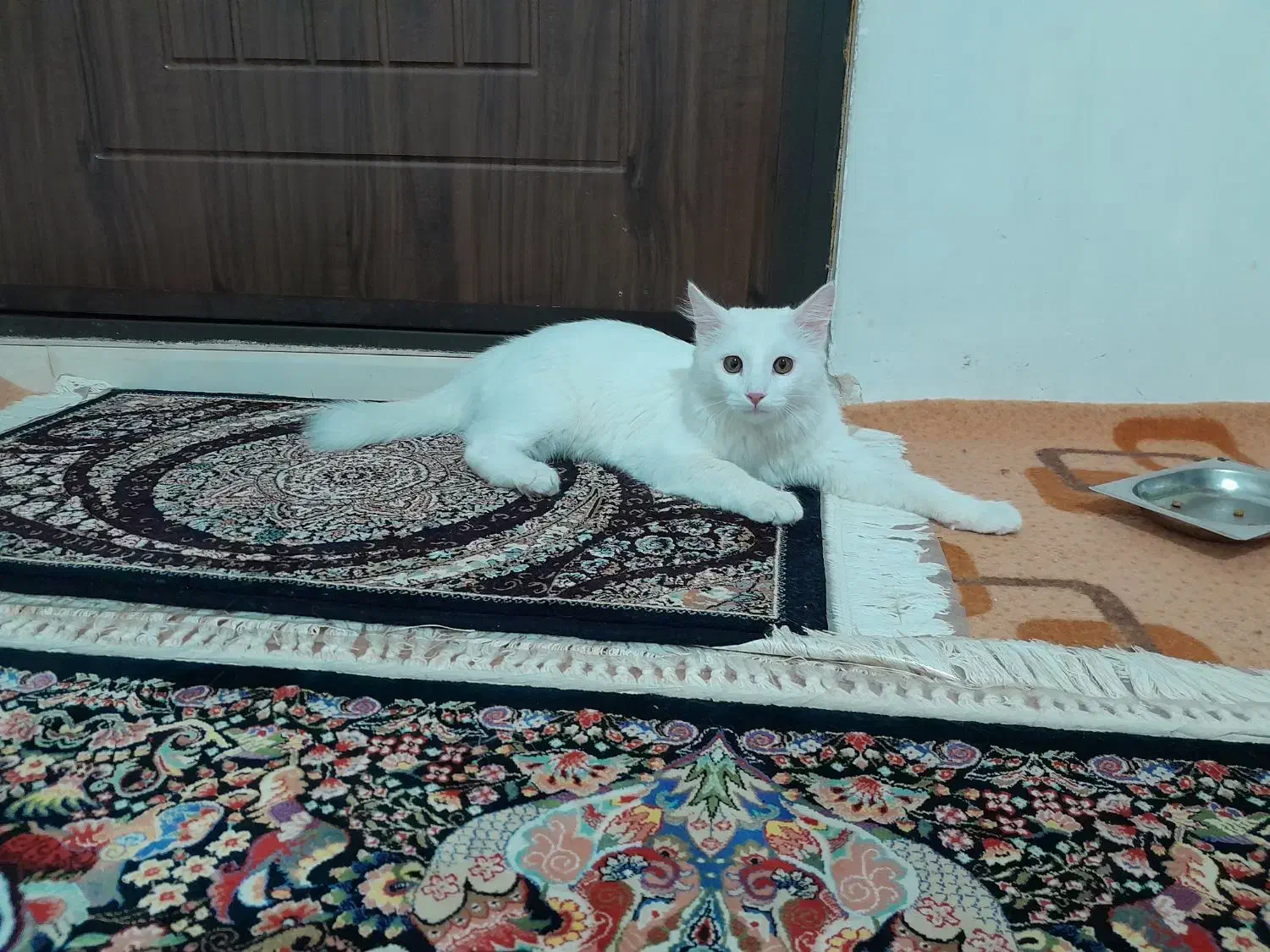 گربه پرشین|گربه|شهریار, شهریار|دیوار