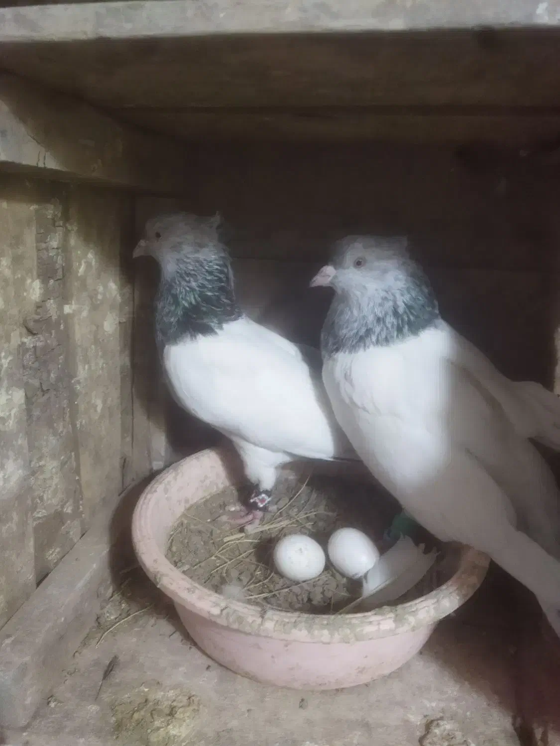 2جفتی سالم زات دار|پرنده|سبزوار, زینبیه|دیوار