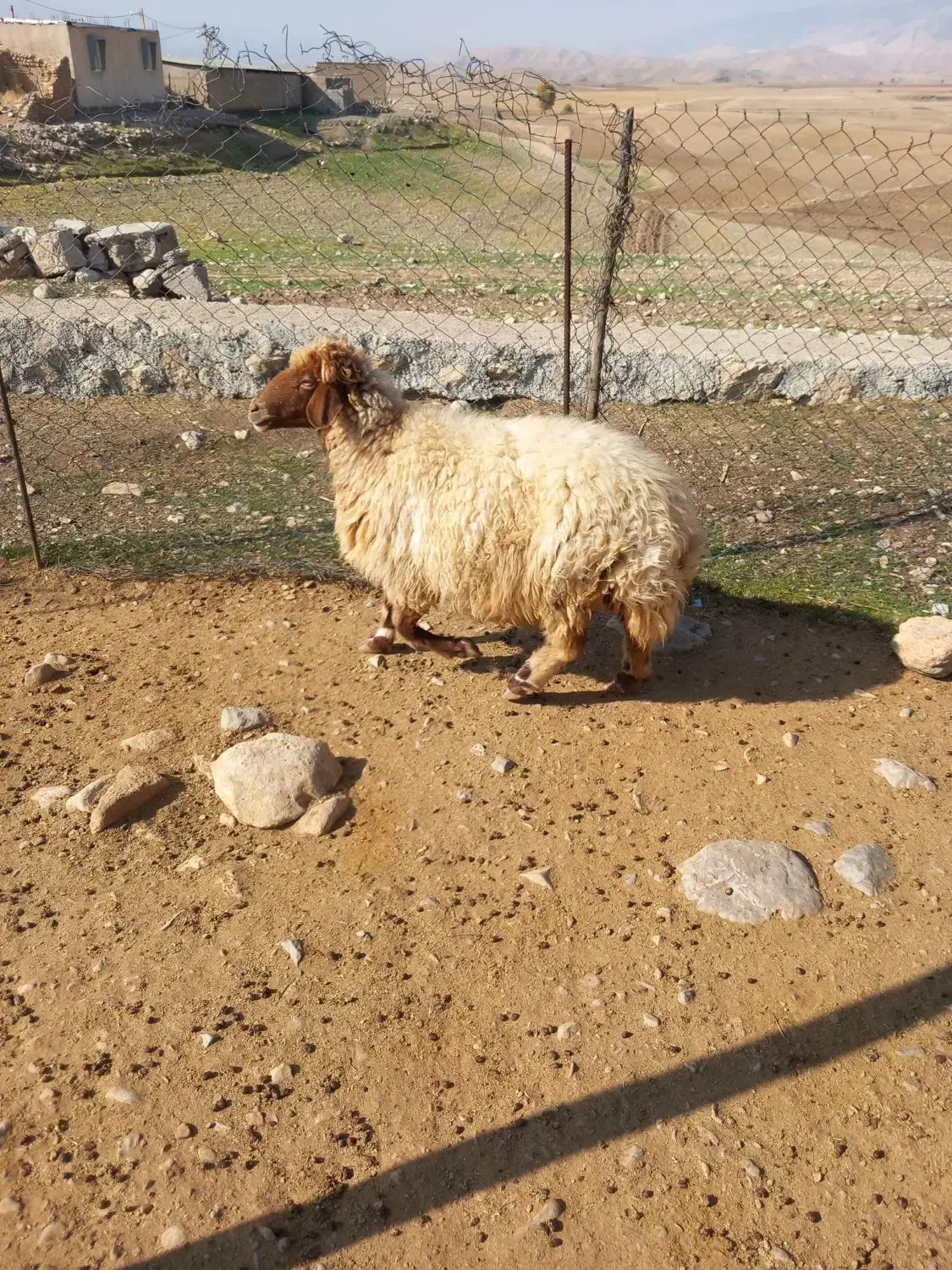 قیمت توافقی|حیوانات مزرعه|آبدانان, |دیوار