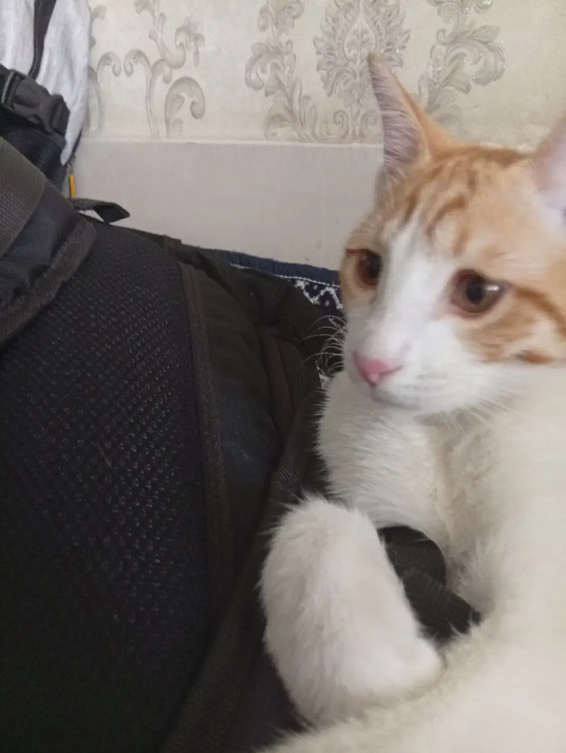 واگذاری رایگان گربه|گربه|قدس, شهرقدس|دیوار