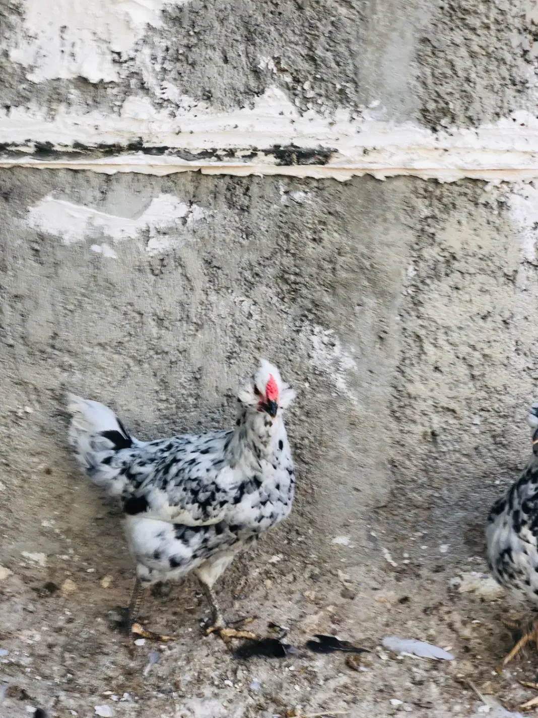 مرغ گلین|حیوانات مزرعه|عسلویه, |دیوار