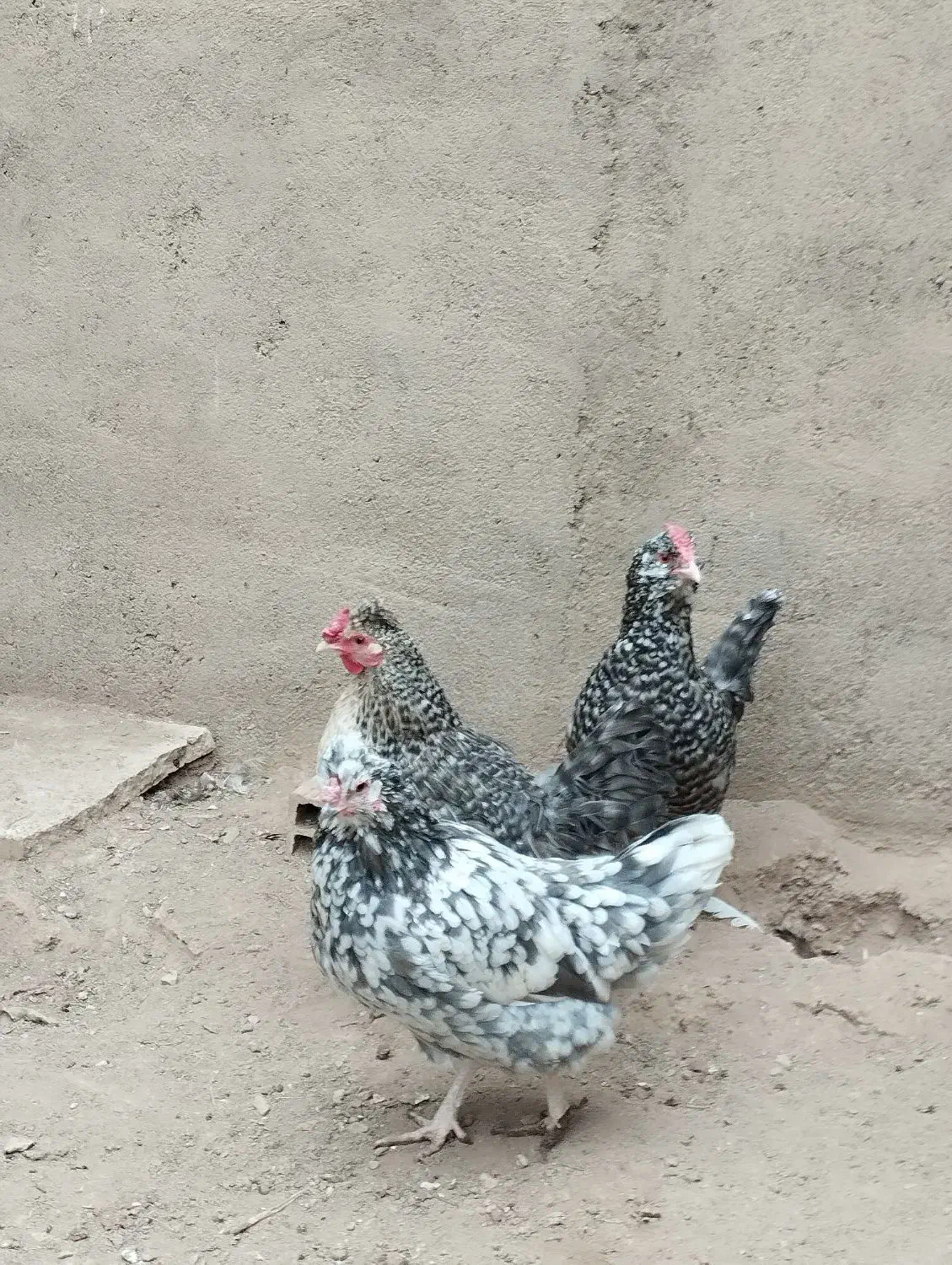 مرغ خروس گلین|حیوانات مزرعه|تاکستان, |دیوار