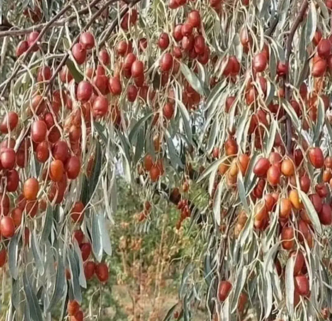 نهال دوساله مراغه|خدمات باغبانی و درختکاری|مراغه, |دیوار