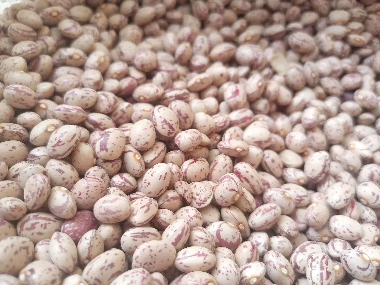 لوبیا چیتی بوجاری شده|عمدهفروشی|سبزوار, قصبه غربی|دیوار