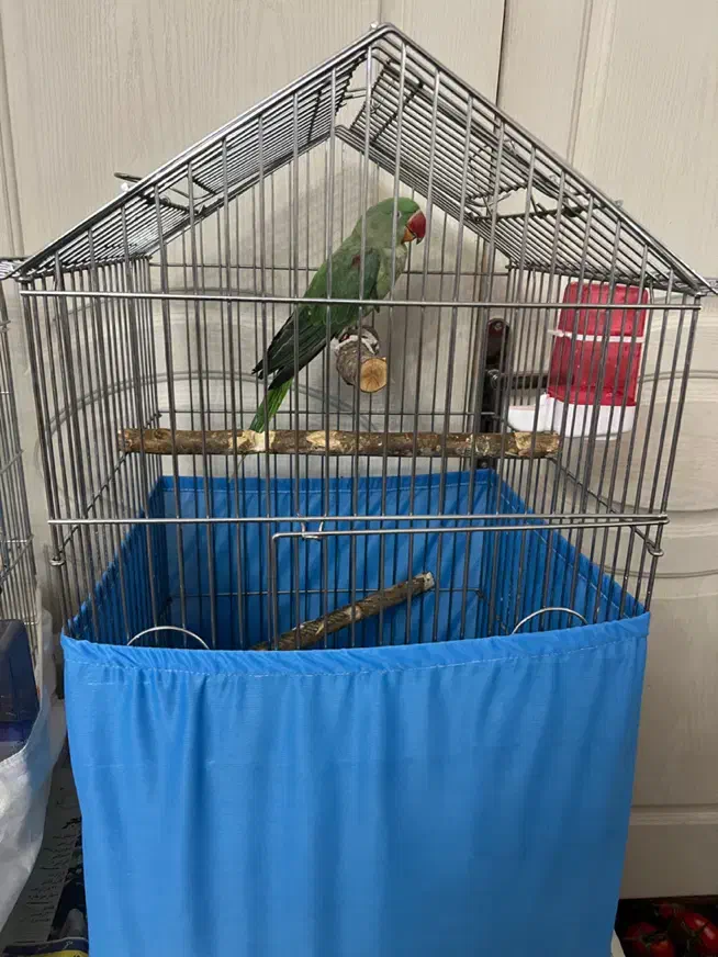 شاه طوطی جوجه تهران اصیل حلقه پا|پرنده|تهران, جلیلی|دیوار