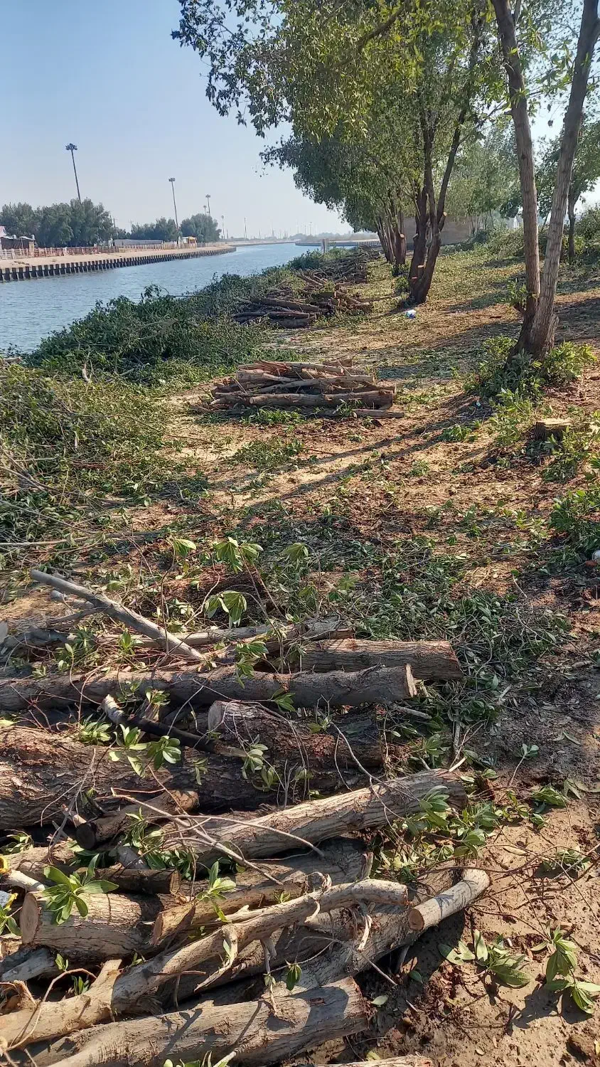 خرید درخت مورد|خدمات باغبانی و درختکاری|بندر ماهشهر, |دیوار