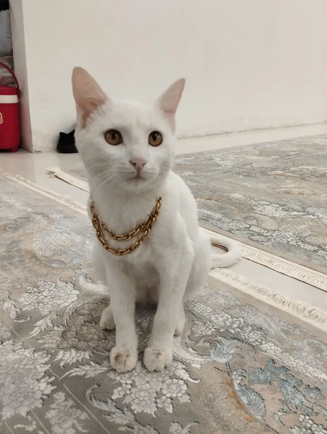 گربه تربیت شده|گربه|کاشمر, |دیوار