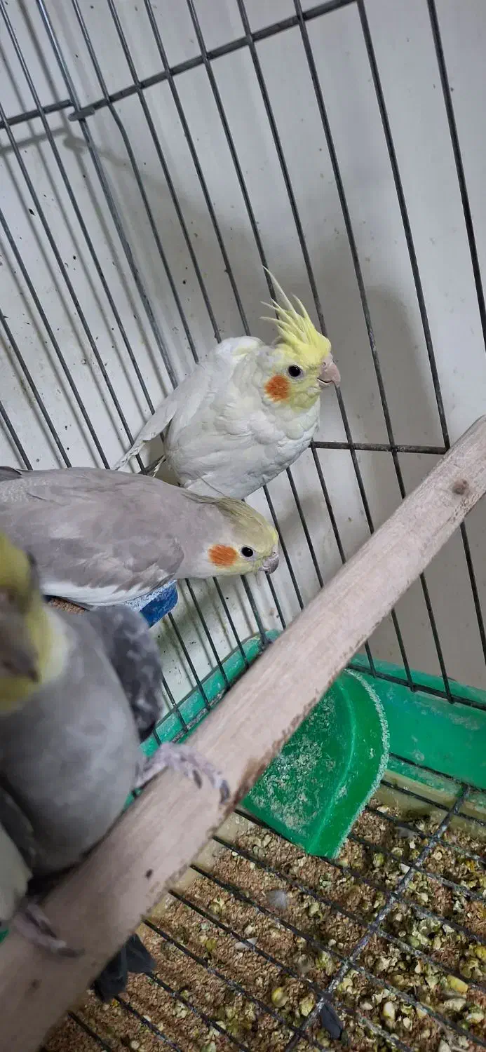 عروس هلندی بالغ تک و کوتوله|پرنده|رفسنجان, |دیوار