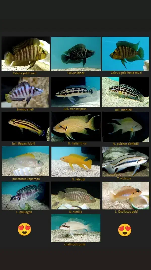 انواع ماهی های تانگانیکا|ماهی|تهران, اکباتان|دیوار