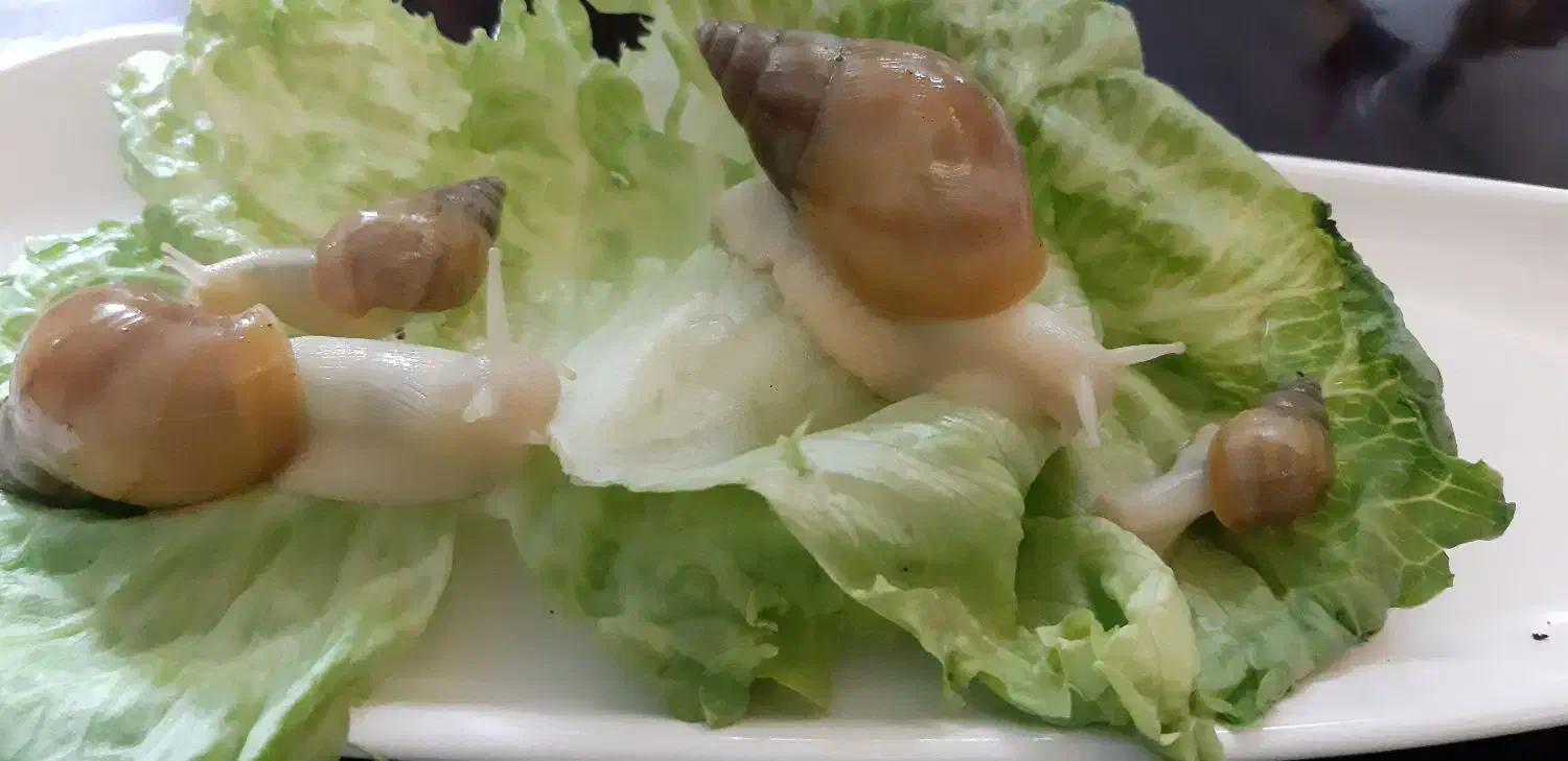 حلزون|خزنده|فولادشهر, C3|دیوار