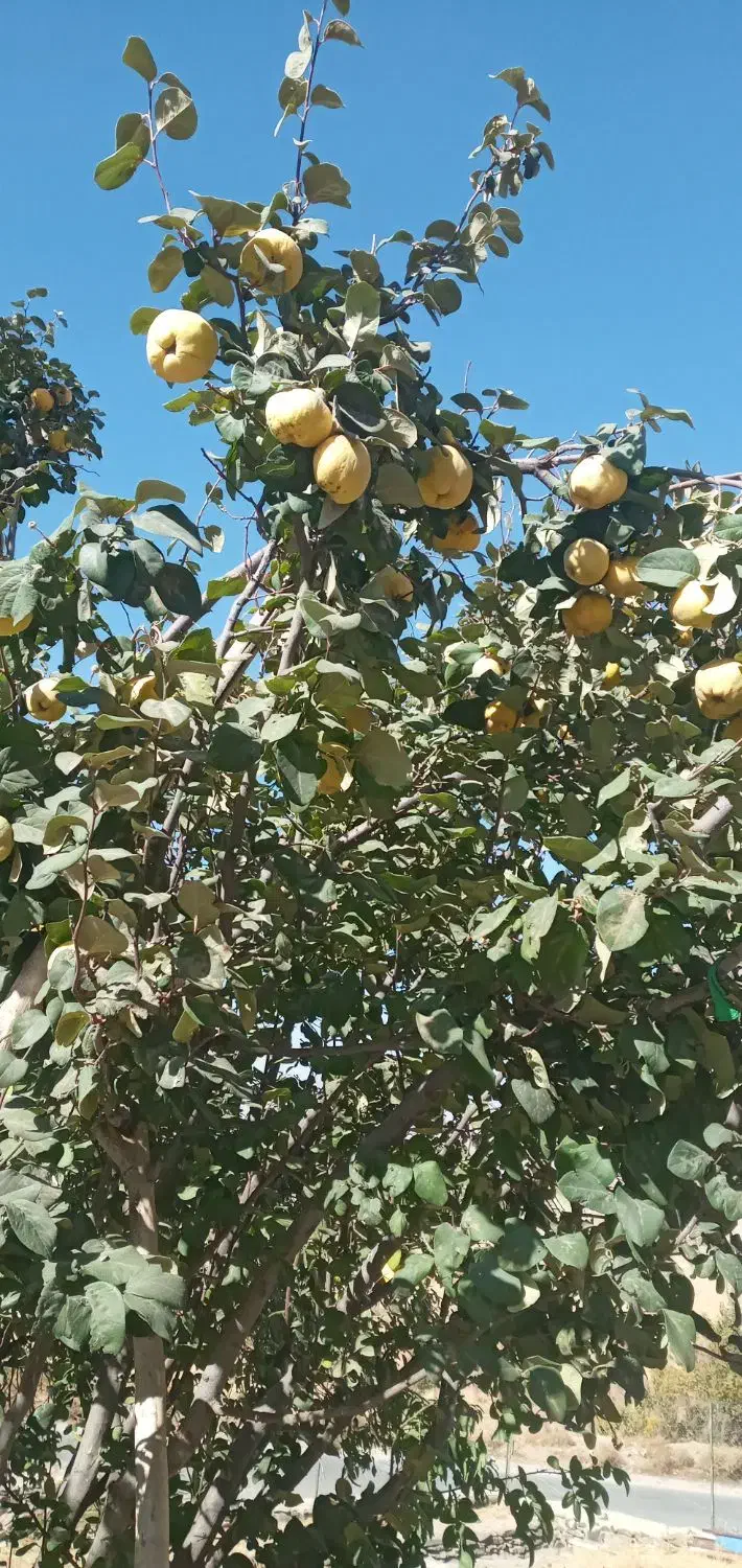 میوه به|خوردنی و آشامیدنی|بهار, |دیوار