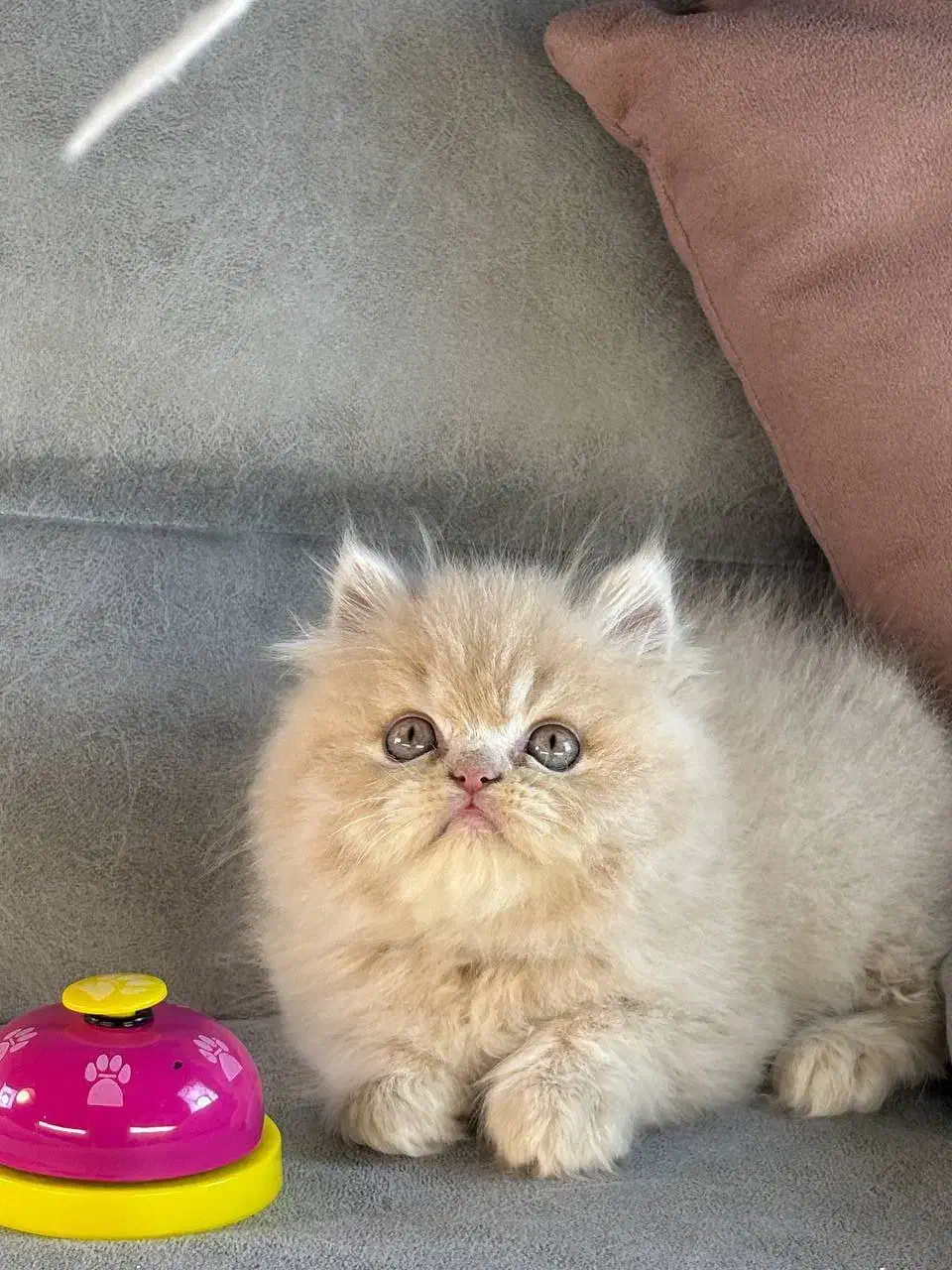 ملوسای بلا|گربه|رشت, منظریه|دیوار