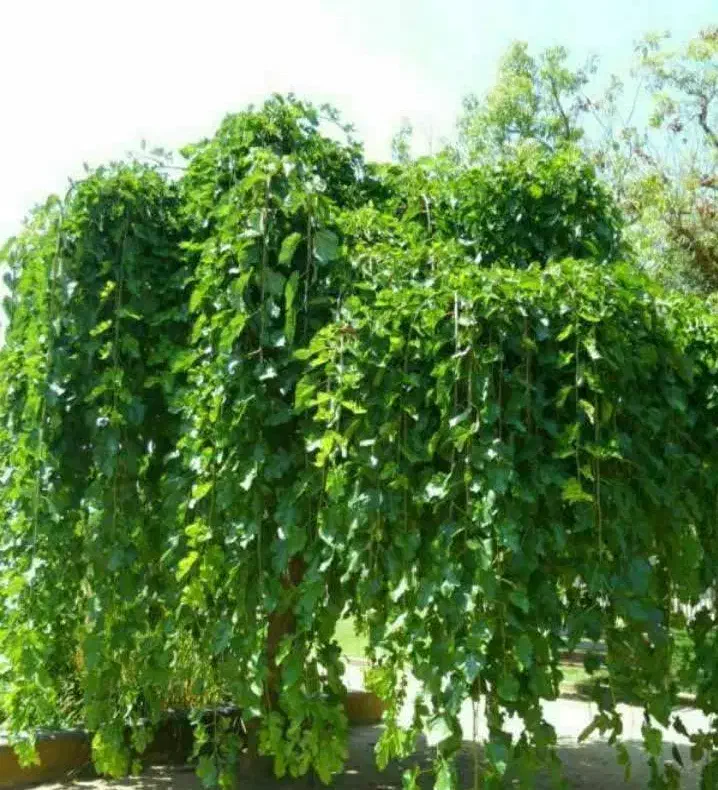 فروش نهال توت چتری|خدمات باغبانی و درختکاری|درح, |دیوار