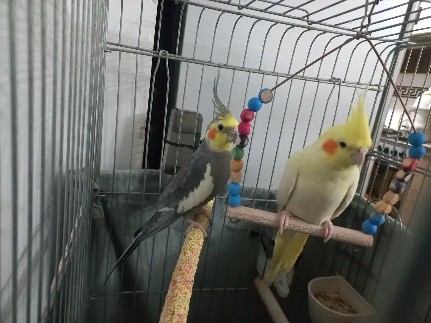 عروس هلندی|پرنده|تهران, کیانشهر|دیوار