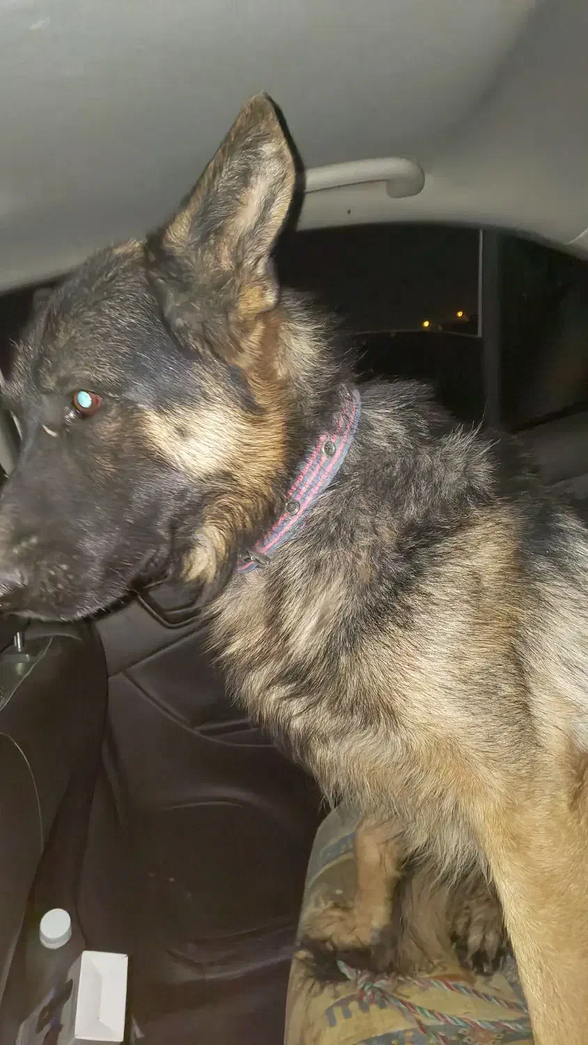 سگ ژرمن پیدا شده محدوده کاوه|سگ|اصفهان, شهرک میلاد|دیوار