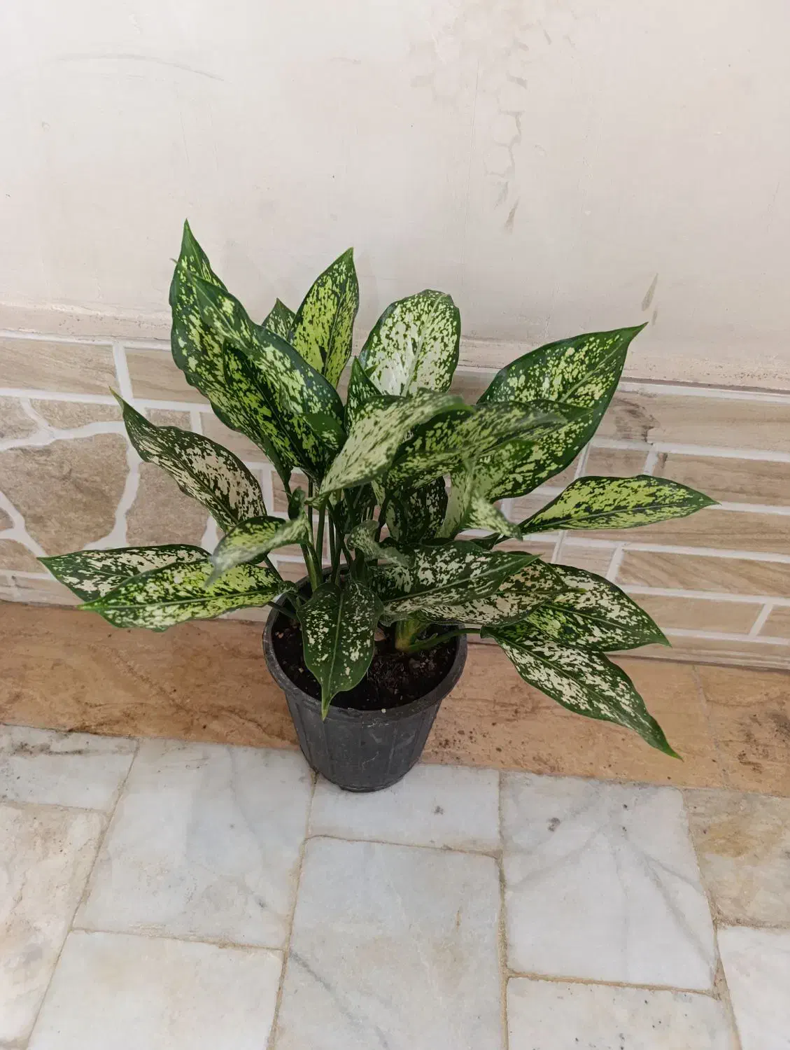 گل طبیعی|گل و گیاه طبیعی|زابل, |دیوار