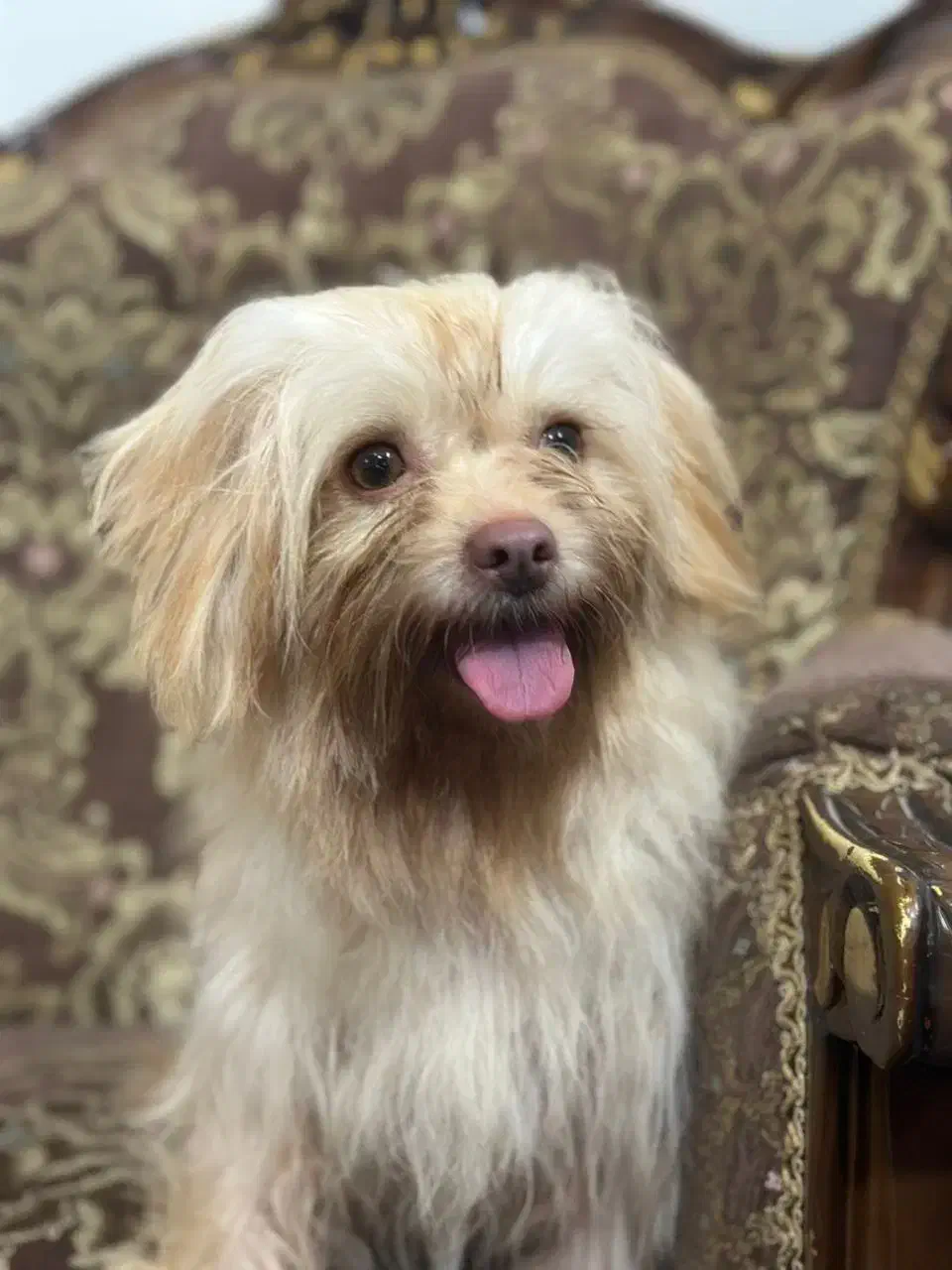 واگذاری|سگ|بابلسر, |دیوار