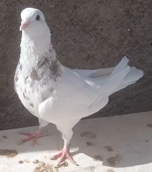 کفتر طوقی|پرنده|مبارکه, |دیوار