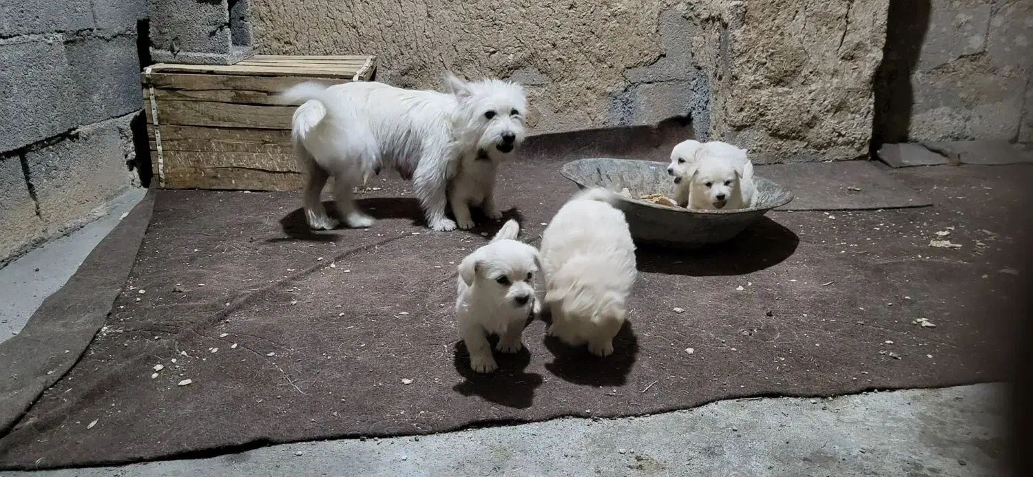 سگ پاپی|سگ|مبارکه, |دیوار