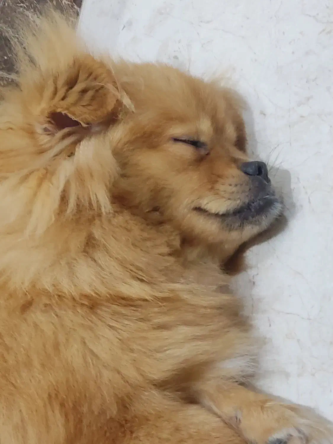 سگ پامر|سگ|سلمانشهر, |دیوار