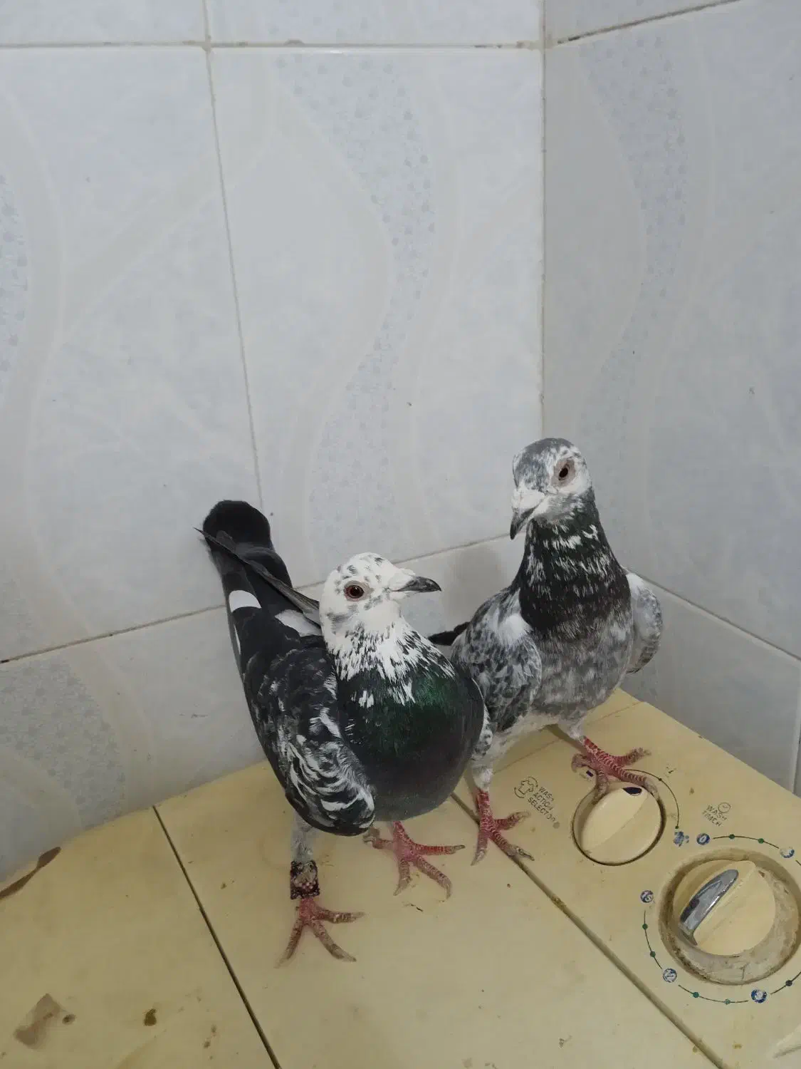 کفتر پلاکی‌‌‌|پرنده|شیراز, کرونی(خاتونک)|دیوار