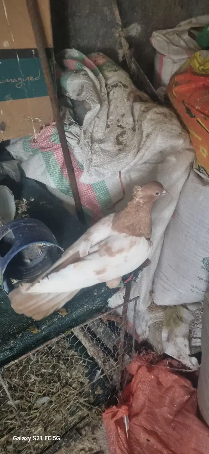 سینه ای|پرنده|شوشتر, |دیوار