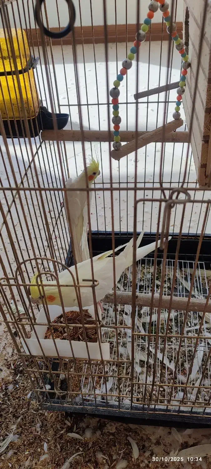 فروش عروس هلندی مولد نژاد لوتینو|پرنده|صائین قلعه, |دیوار