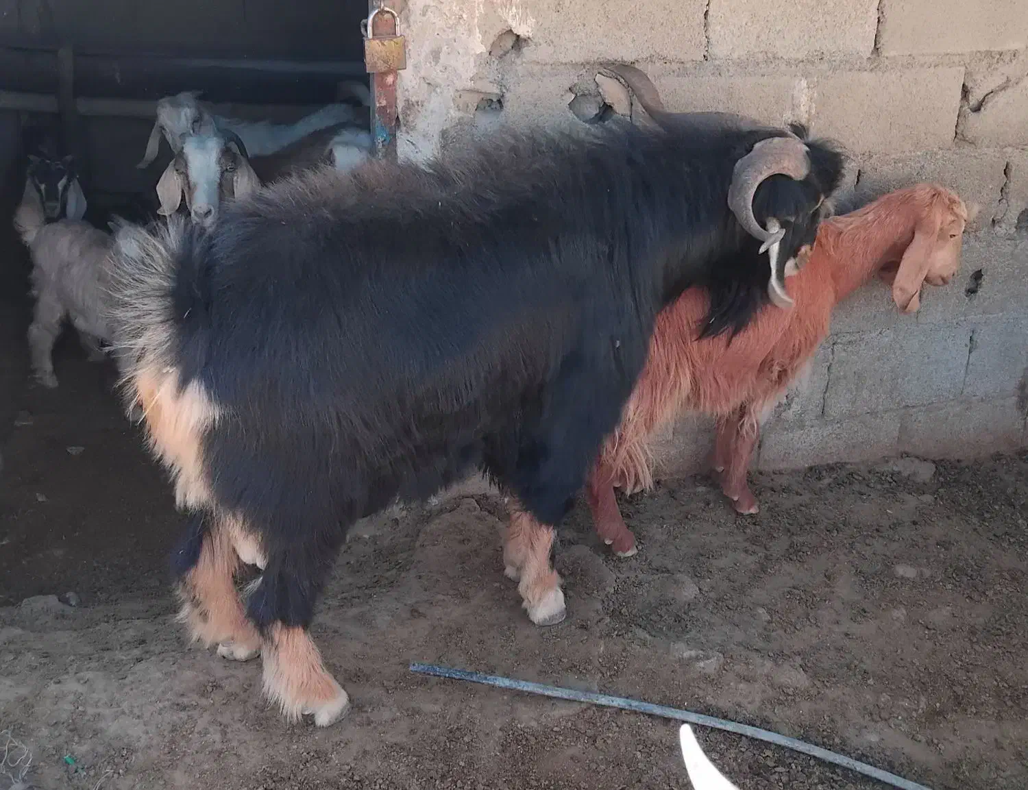 ساوارین دوسال ونیم.|حیوانات مزرعه|کوهدشت, |دیوار