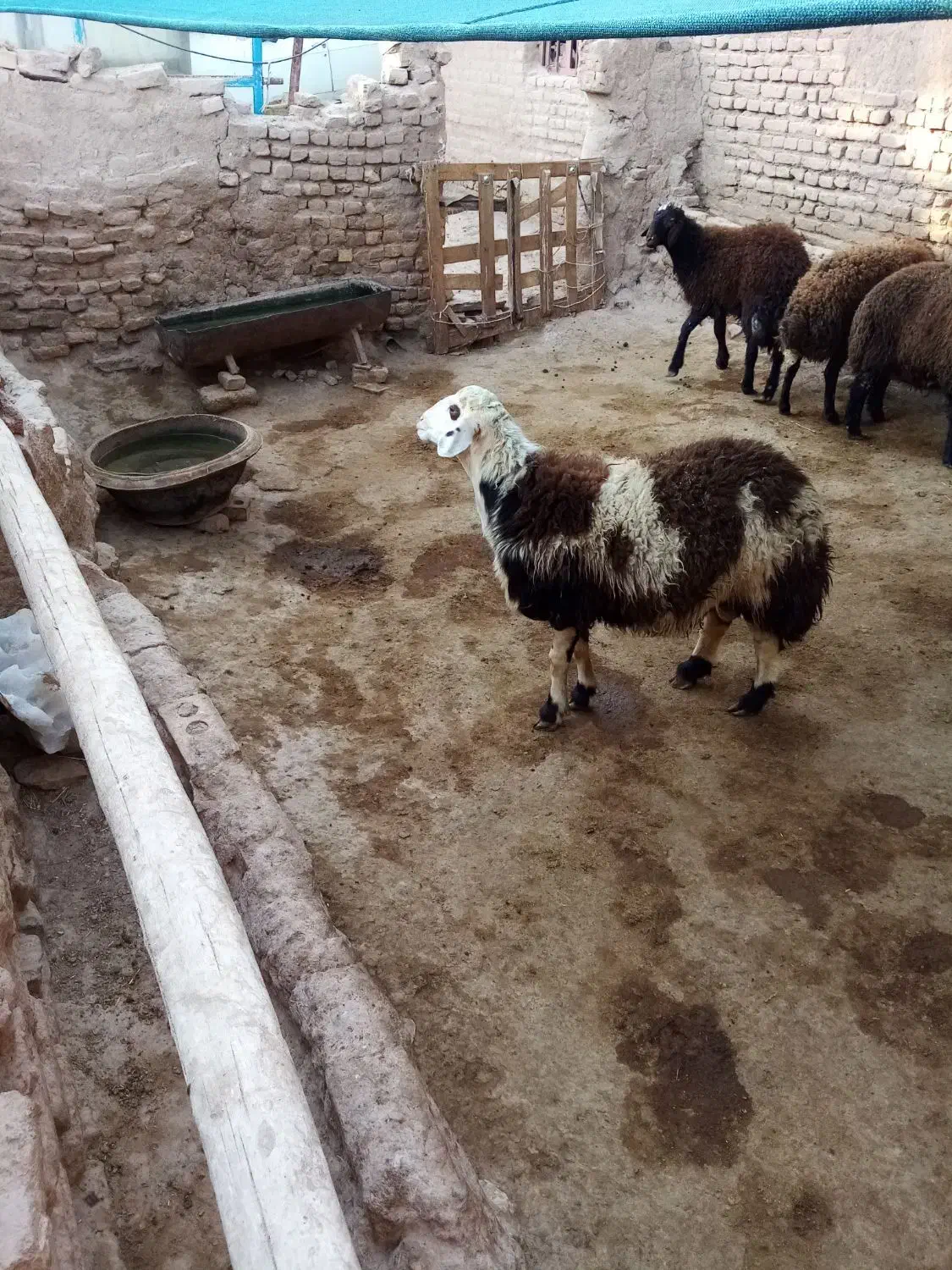 بره نر|حیوانات مزرعه|فریمان, |دیوار