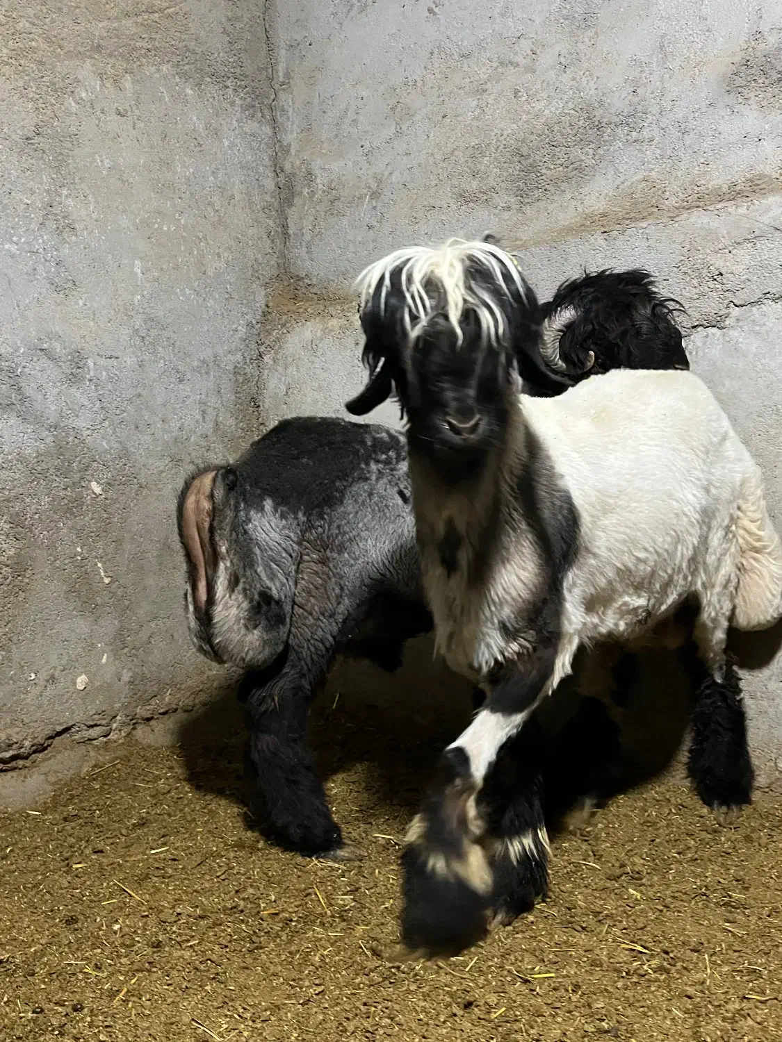 بره قوچی بختیاری|حیوانات مزرعه|شیراز, حومه شیراز|دیوار