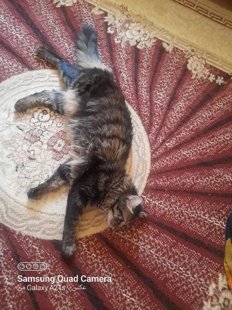 گربه گمشده|حیوانات|تبریز, |دیوار