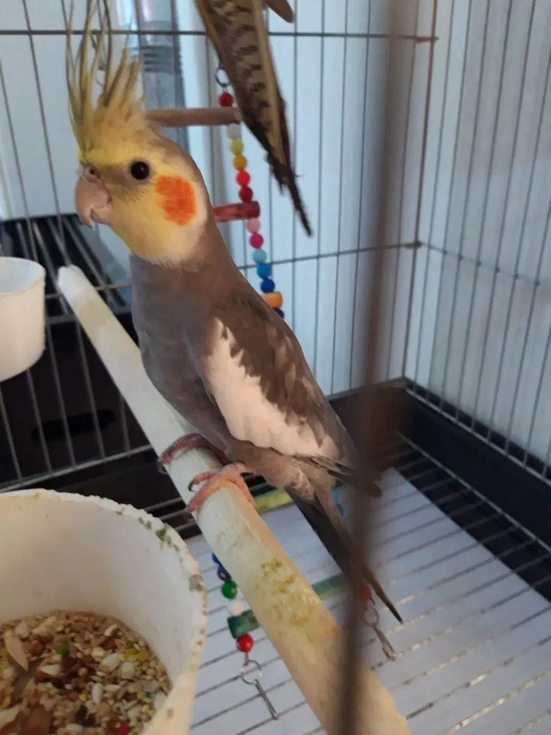 یک جفت عروس هلندی|پرنده|تهران, جنت‌آباد مرکزی|دیوار