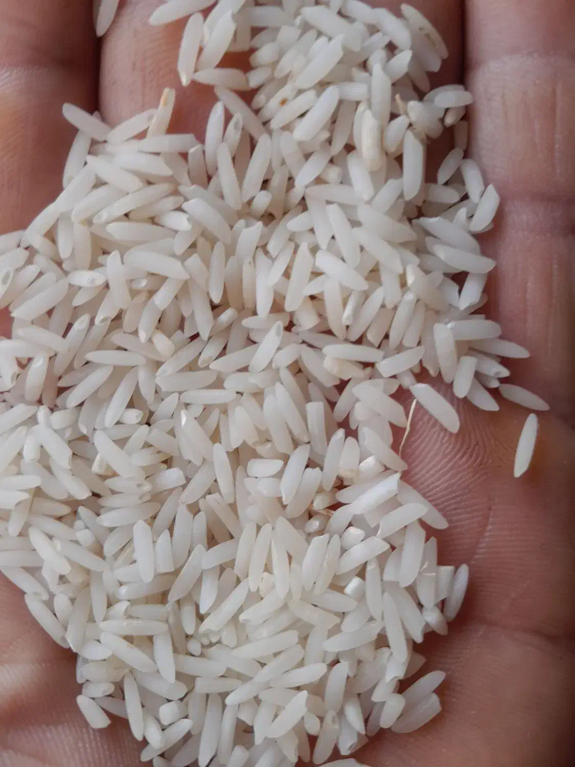 برنج هاشمی|خوردنی و آشامیدنی|پارسآباد, |دیوار