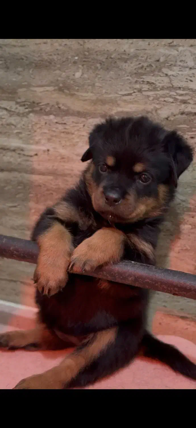 توله هایی روتوایلر واکسیناسیون شده آماده تحویل|سگ|قائم‌شهر, |دیوار