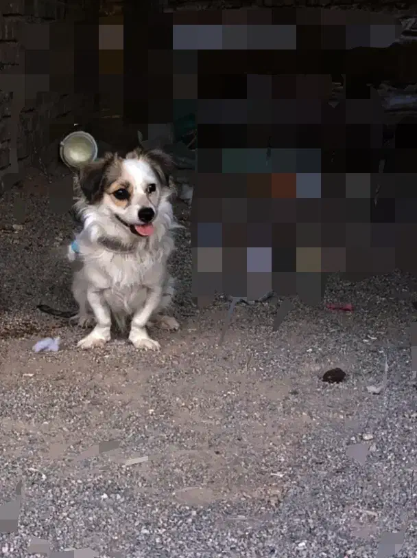 سگ پاکوتا|سگ|زارچ, |دیوار